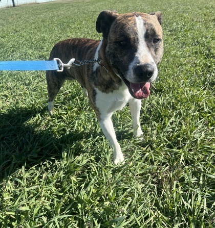 Domino, an adoptable Boxer, Mixed Breed in McCook, NE, 69001 | Photo Image 1