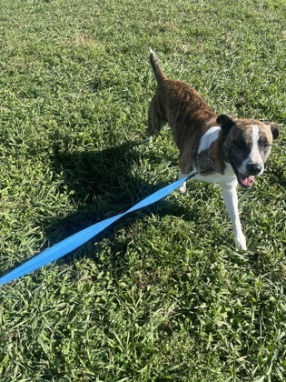 Domino, an adoptable Boxer, Mixed Breed in McCook, NE, 69001 | Photo Image 2