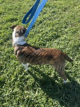 Domino, an adoptable Boxer, Mixed Breed in McCook, NE, 69001 | Photo Image 3