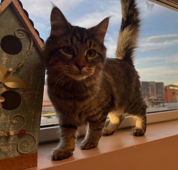 Bugle, an adoptable Domestic Medium Hair in Great Falls, MT, 59405 | Photo Image 3