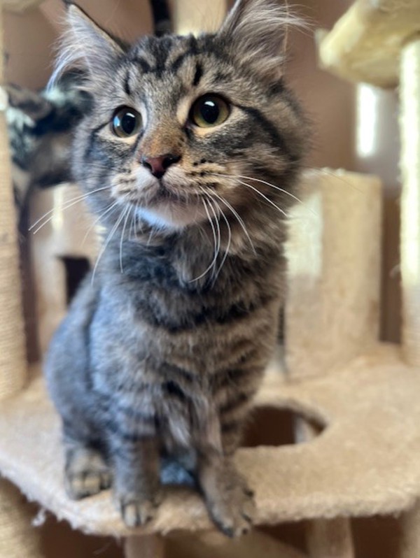Bugle, an adoptable Domestic Medium Hair in Great Falls, MT, 59405 | Photo Image 5