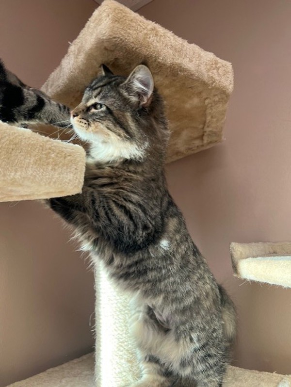 Bugle, an adoptable Domestic Medium Hair in Great Falls, MT, 59405 | Photo Image 6