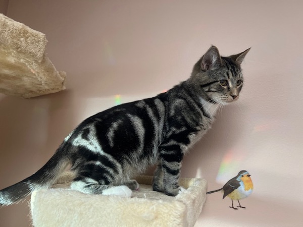 Funyun, an adoptable Domestic Short Hair in Great Falls, MT, 59405 | Photo Image 3