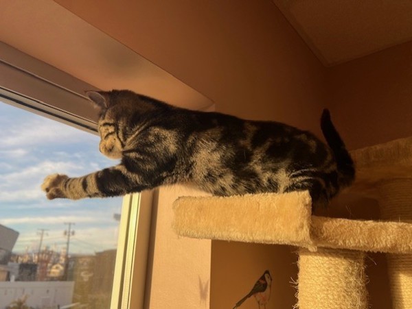 Funyun, an adoptable Domestic Short Hair in Great Falls, MT, 59405 | Photo Image 4