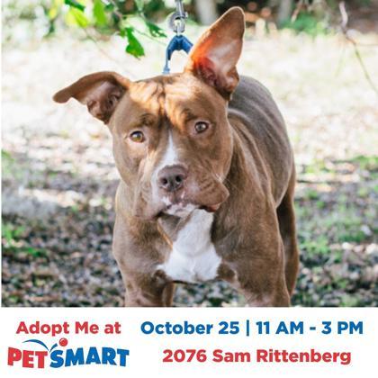 87627A Toast - Adoption Ambassador