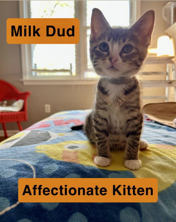Milk Dud  Willow thumbnail 2