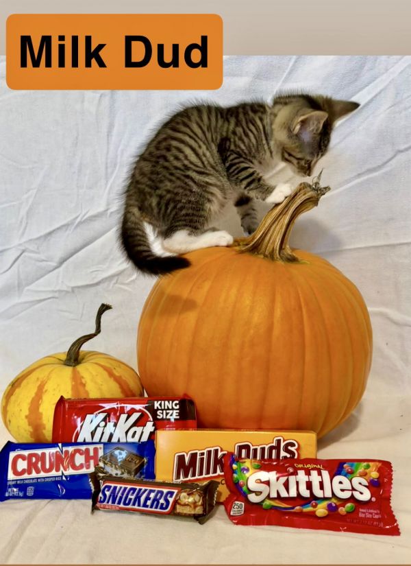 Milk Dud  Willow thumbnail 3