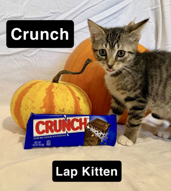 Crunch  Willow Grove