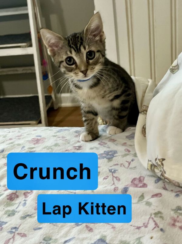 Crunch  Willow Grove thumbnail 2