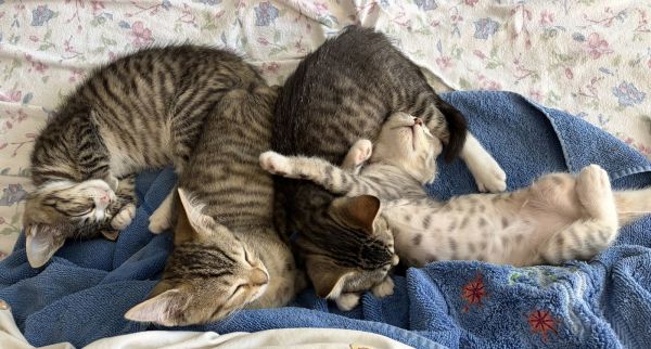 Crunch  Willow Grove thumbnail 3