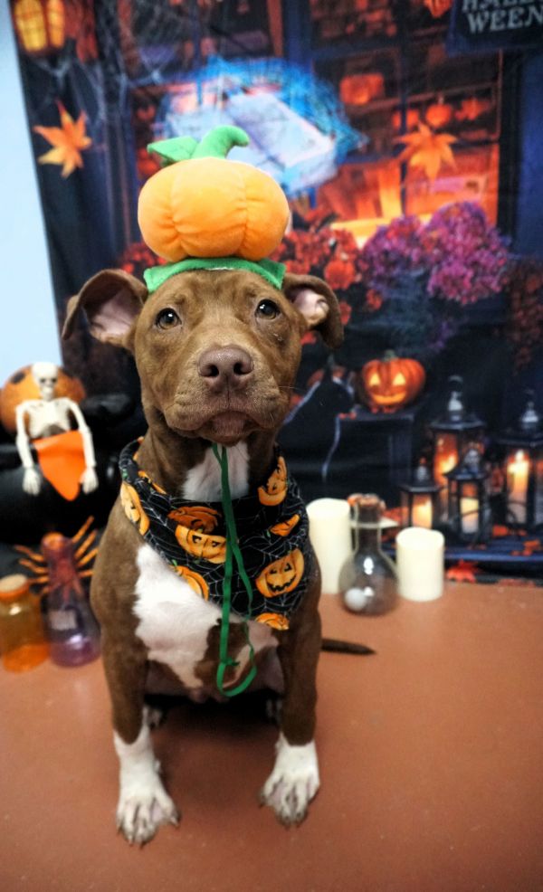 Pumpkin
