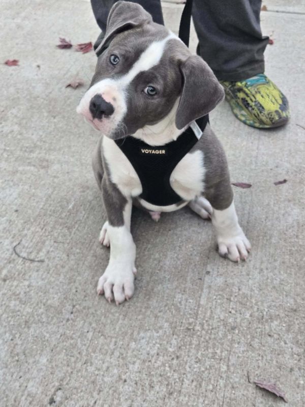 Tyson