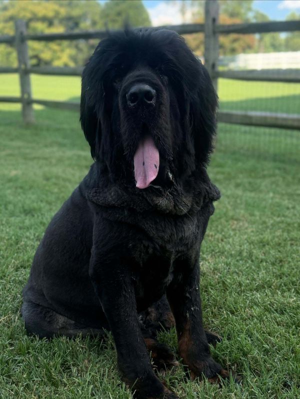Waylon