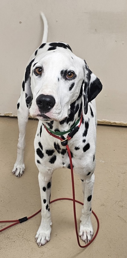 Stray Hold Kopa