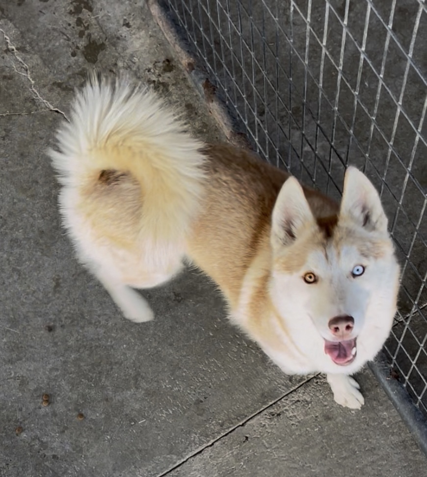Bear, an adoptable Siberian Husky in Dillon, MT, 59725 | Photo Image 1
