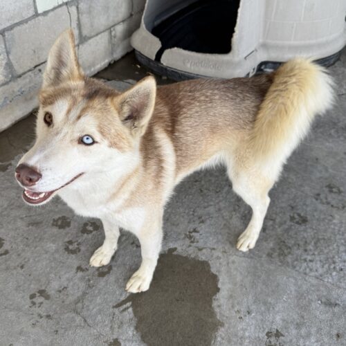 Bear, an adoptable Siberian Husky in Dillon, MT, 59725 | Photo Image 2