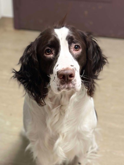 Hucksley