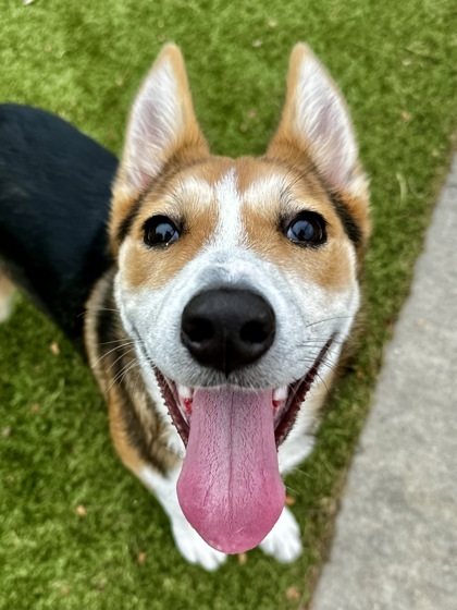 Nala