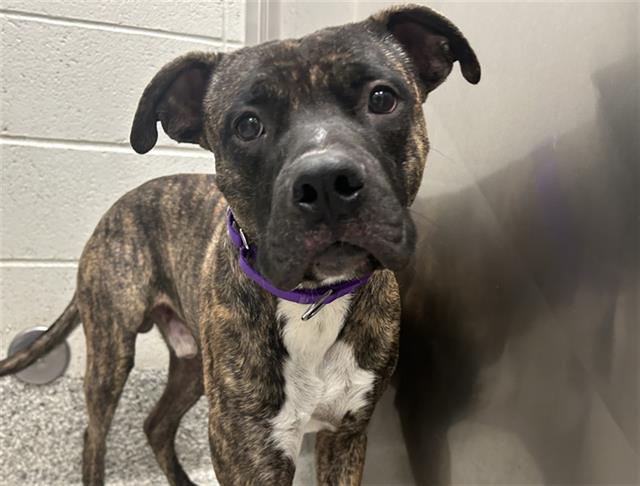 DIETRICH, an adoptable American Staffordshire Terrier, Boerboel in Tucson, AZ, 85745 | Photo Image 1