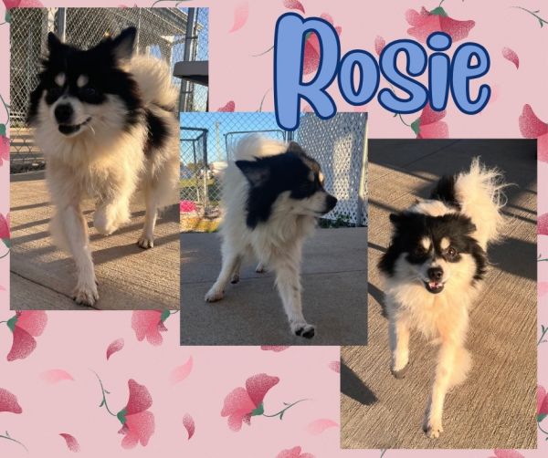 Rosie