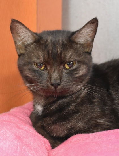Henna, an adoptable Burmese, Domestic Short Hair in Fresno, CA, 93706 | Photo Image 1