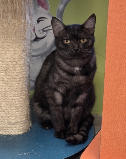 Henna, an adoptable Burmese, Domestic Short Hair in Fresno, CA, 93706 | Photo Image 2