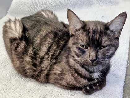 Henna, an adoptable Burmese, Domestic Short Hair in Fresno, CA, 93706 | Photo Image 3