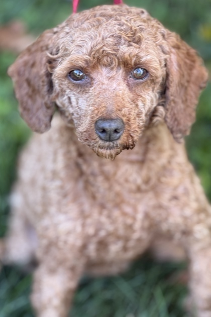 Sabrina