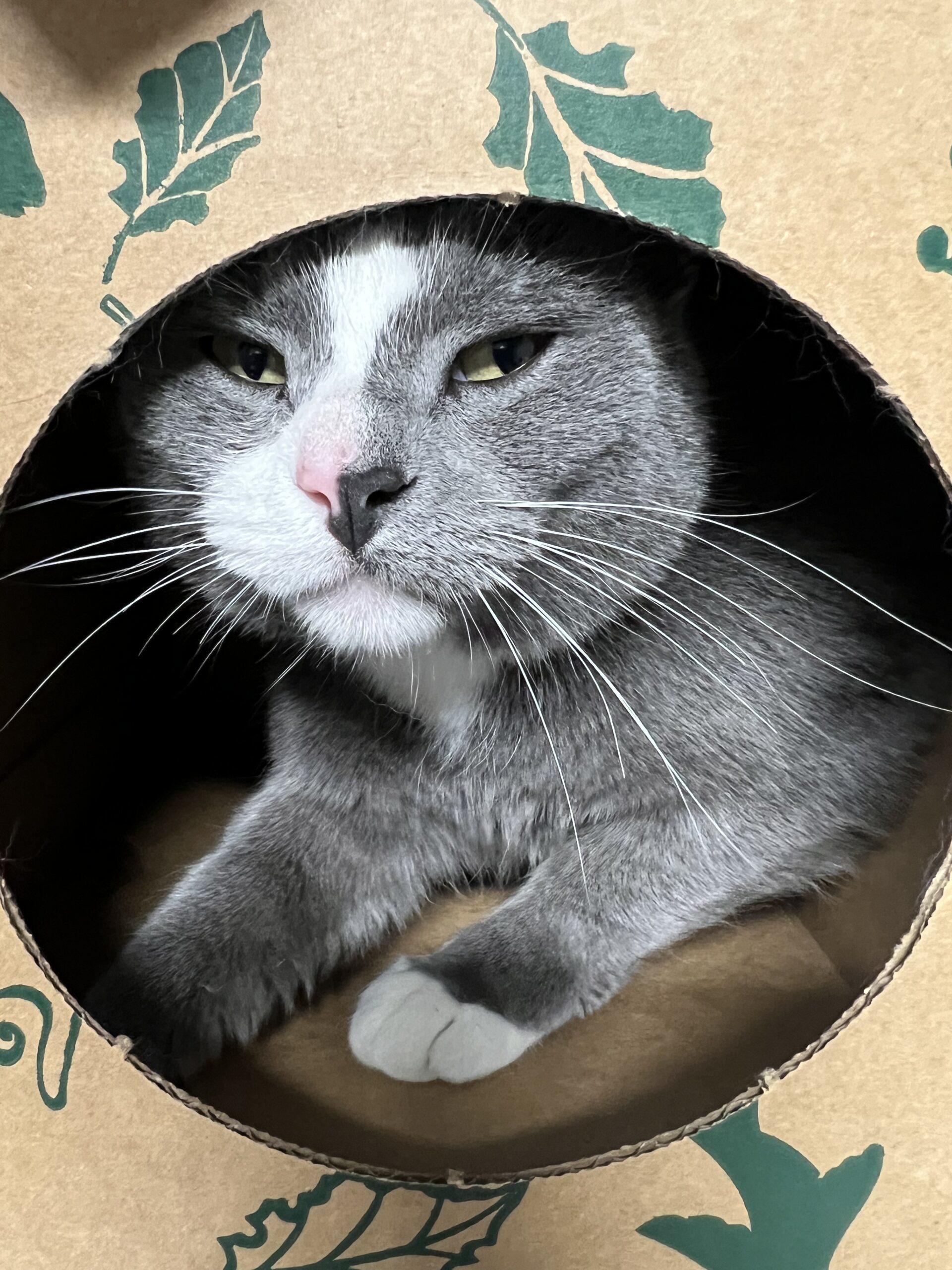 Shirley, an adoptable Domestic Short Hair in Dillon, MT, 59725 | Photo Image 1