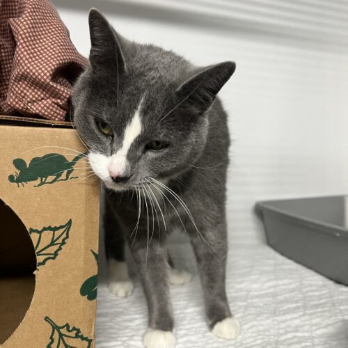 Shirley, an adoptable Domestic Short Hair in Dillon, MT, 59725 | Photo Image 2