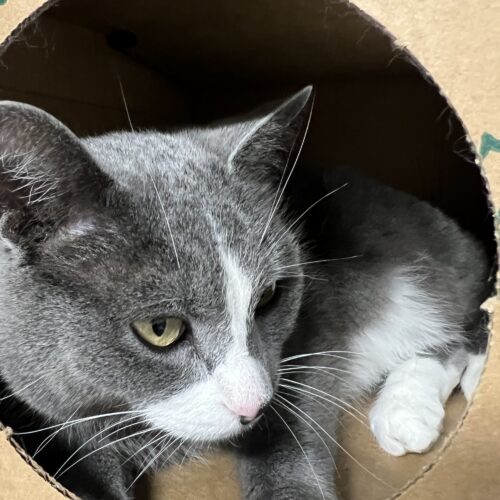 Shirley, an adoptable Domestic Short Hair in Dillon, MT, 59725 | Photo Image 3