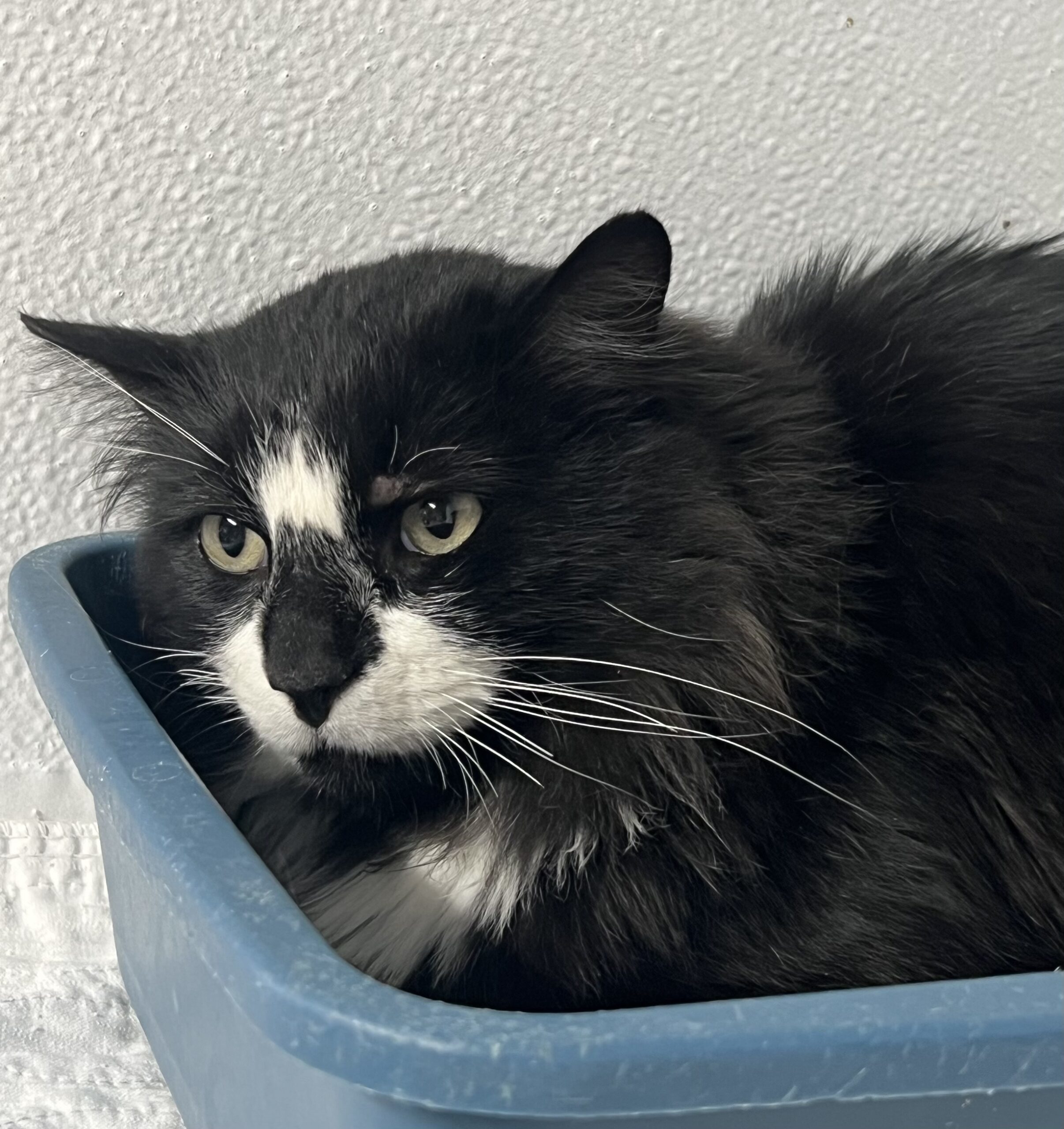 Moonpie, an adoptable Domestic Long Hair in Dillon, MT, 59725 | Photo Image 1