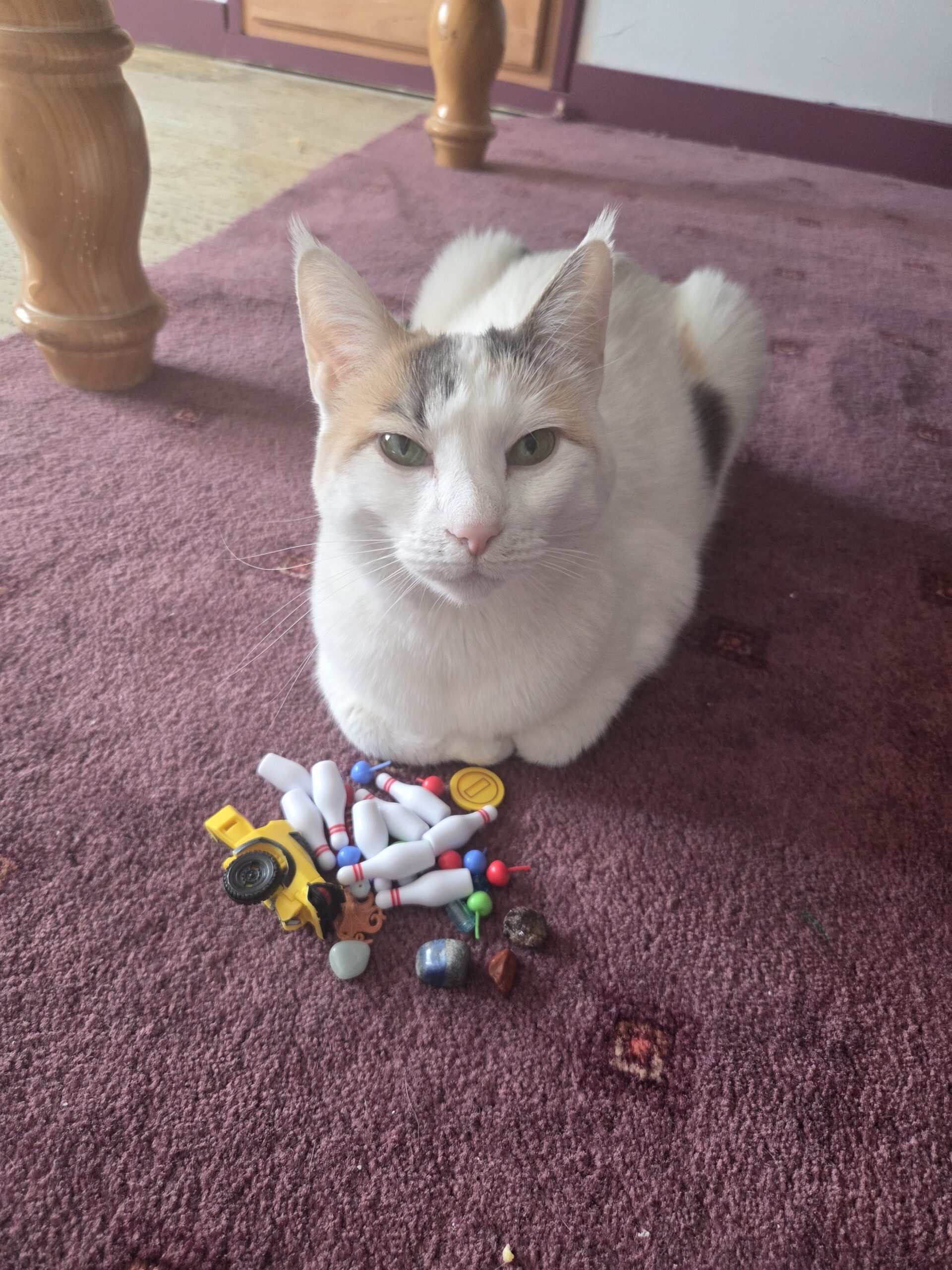 Peach, an adoptable Calico in Dillon, MT, 59725 | Photo Image 1