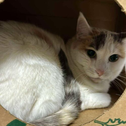 Peach, an adoptable Calico in Dillon, MT, 59725 | Photo Image 2