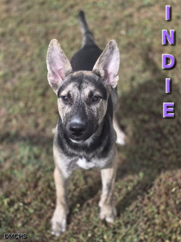 Lil Indie