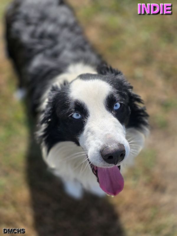 Indie