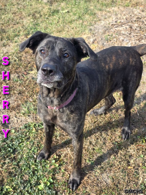 Sherry