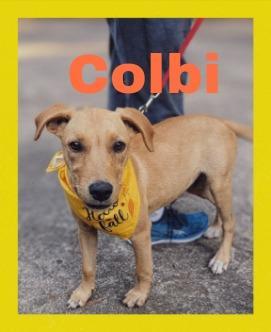 Colbi