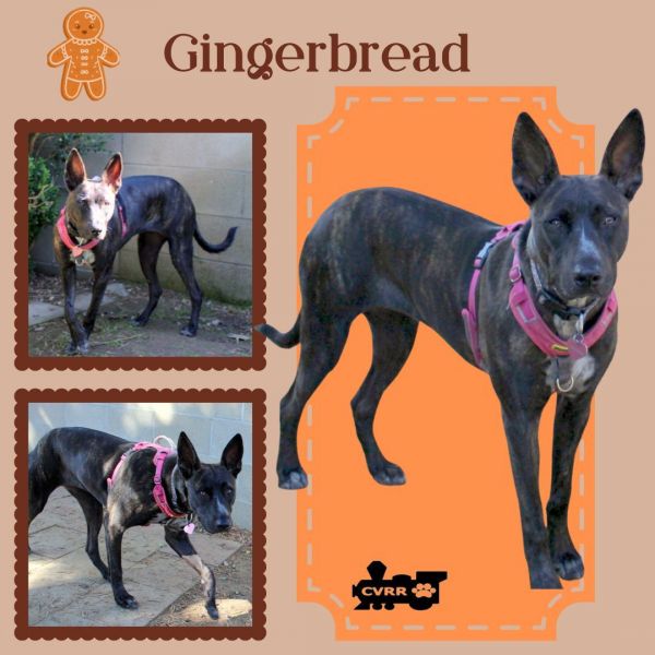 Gingerbread