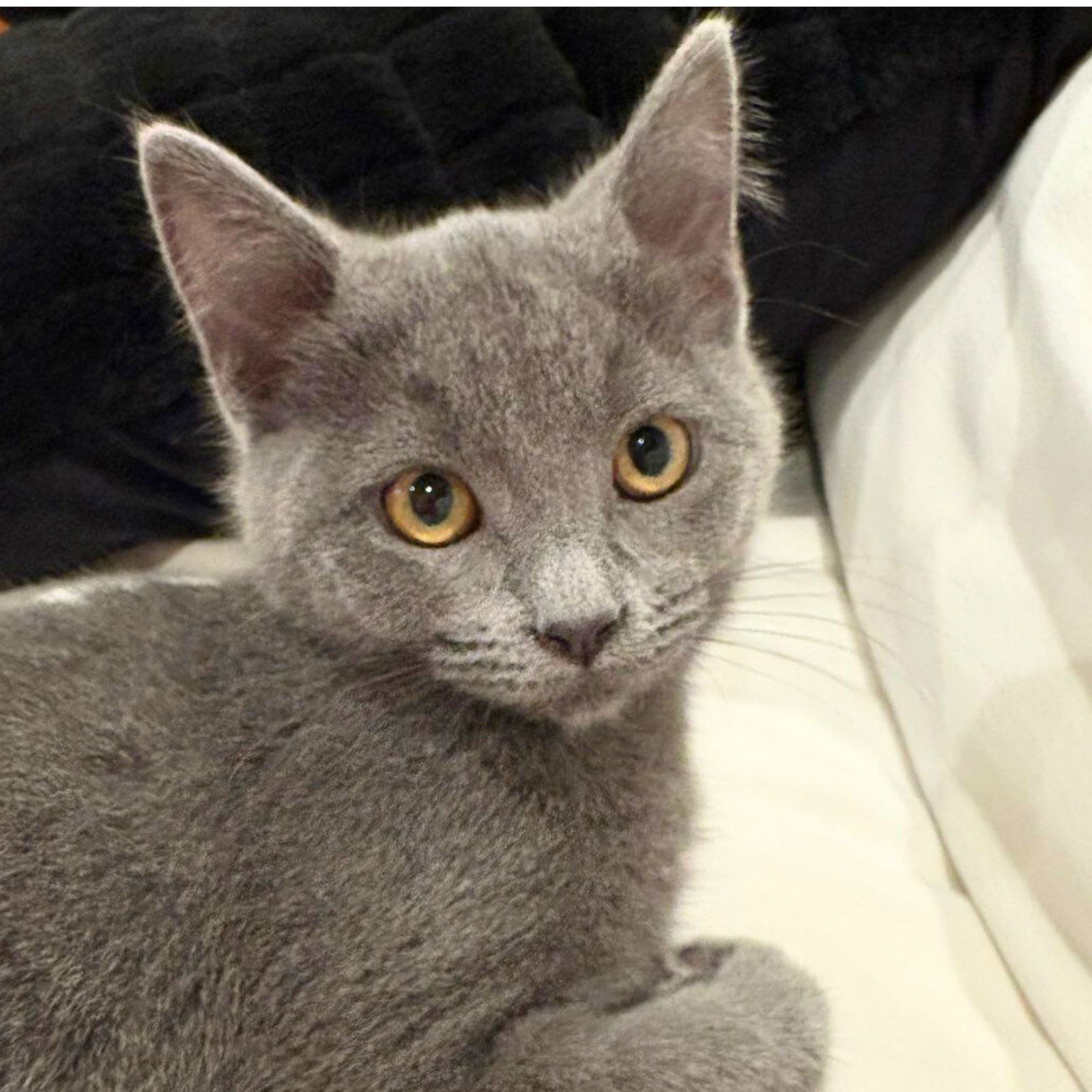 Petunia, an adoptable Domestic Short Hair in Laramie, WY, 82073 | Photo Image 1