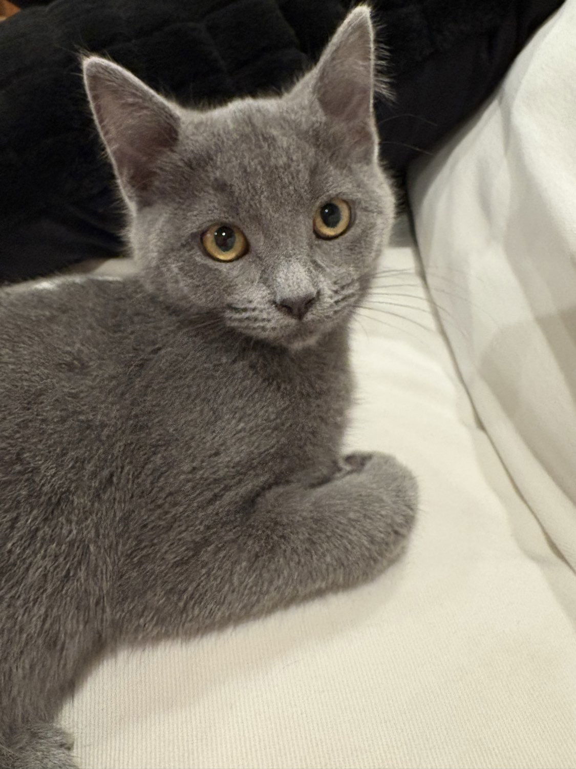 Petunia, an adoptable Domestic Short Hair in Laramie, WY, 82073 | Photo Image 2