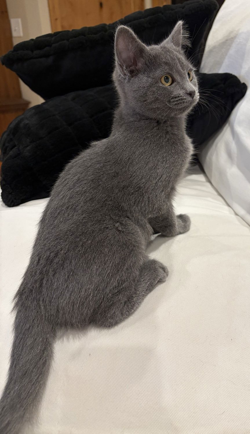 Petunia, an adoptable Domestic Short Hair in Laramie, WY, 82073 | Photo Image 3