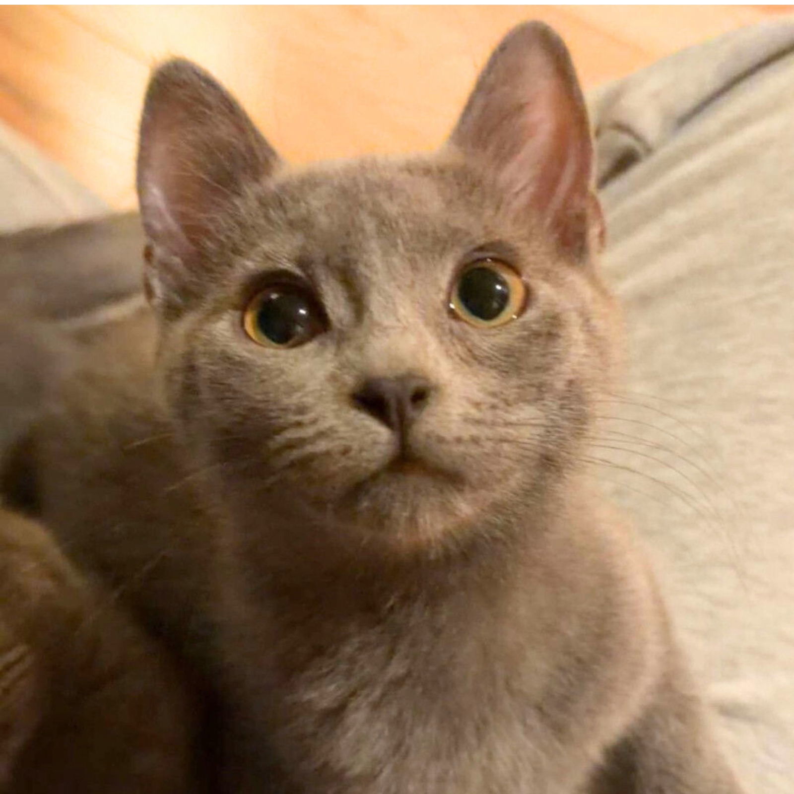 Posey, an adoptable Domestic Short Hair in Laramie, WY, 82073 | Photo Image 1