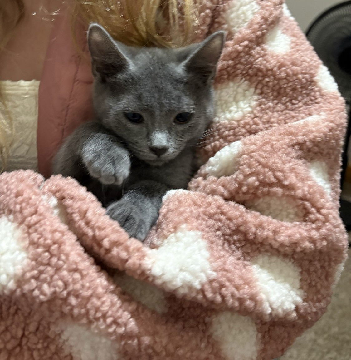 Posey, an adoptable Domestic Short Hair in Laramie, WY, 82073 | Photo Image 3