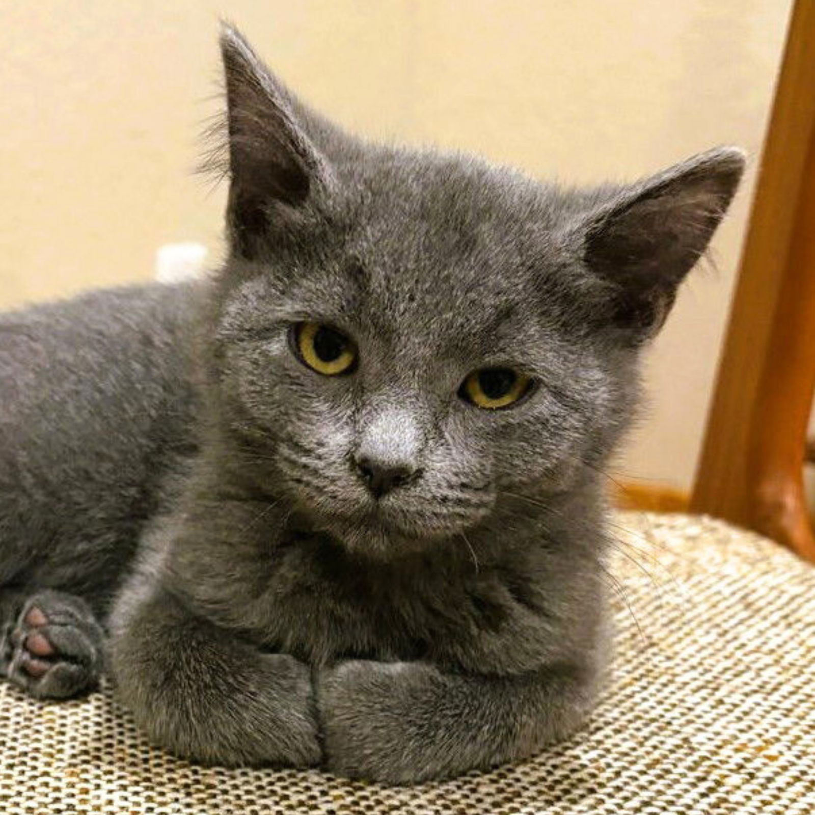 Sage, an adoptable Domestic Short Hair in Laramie, WY, 82073 | Photo Image 1