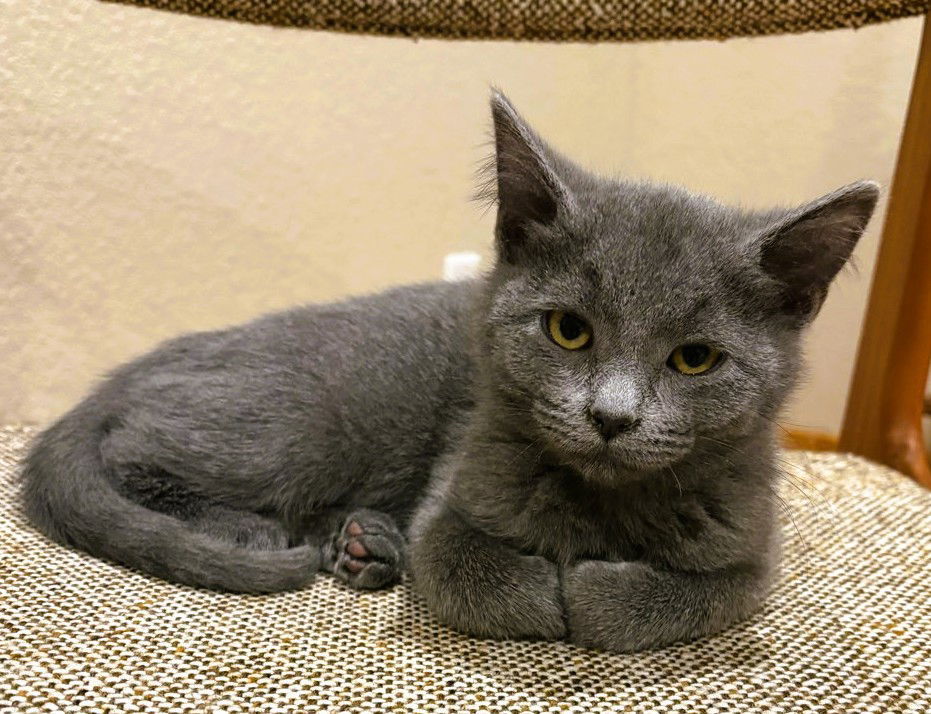 Sage, an adoptable Domestic Short Hair in Laramie, WY, 82073 | Photo Image 2