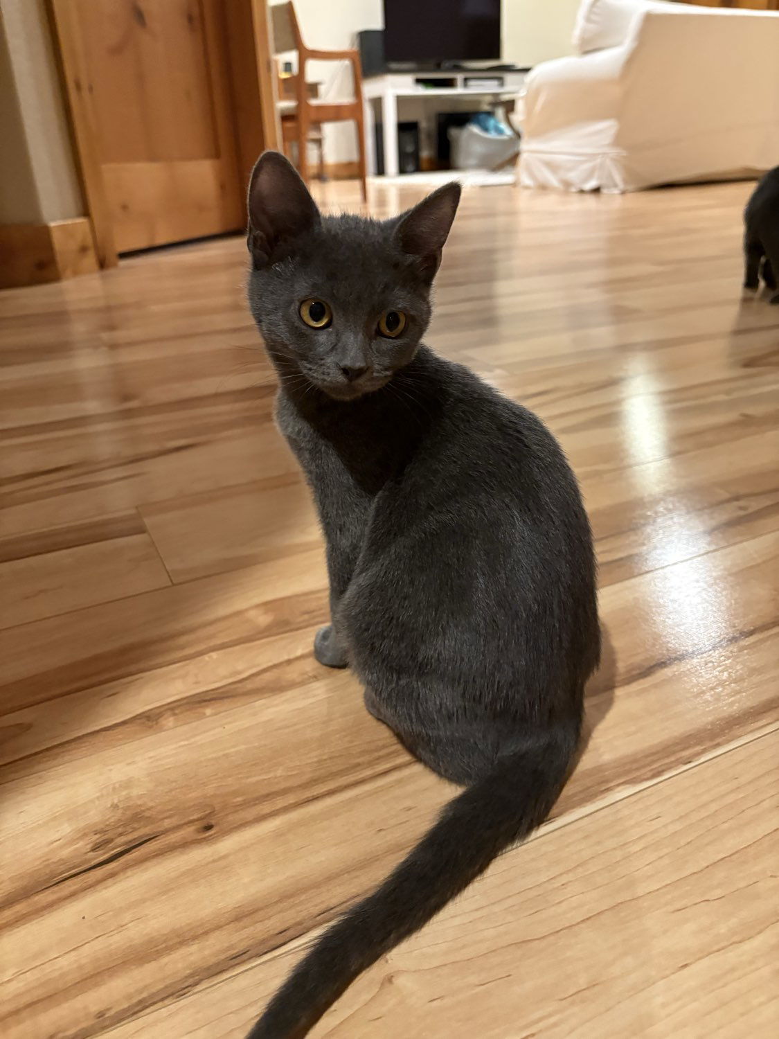 Sage, an adoptable Domestic Short Hair in Laramie, WY, 82073 | Photo Image 3