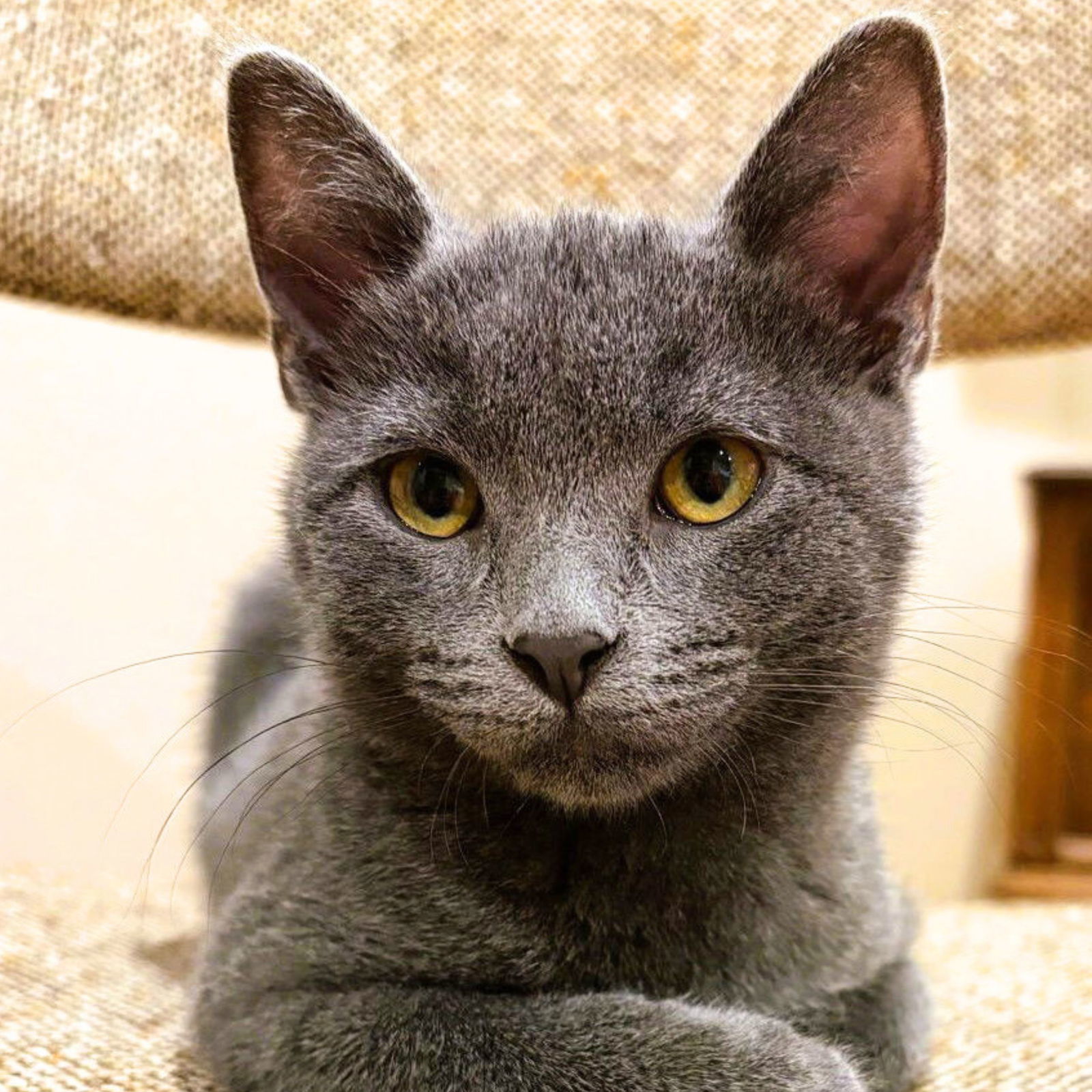 Clem, an adoptable Domestic Short Hair in Laramie, WY, 82073 | Photo Image 1
