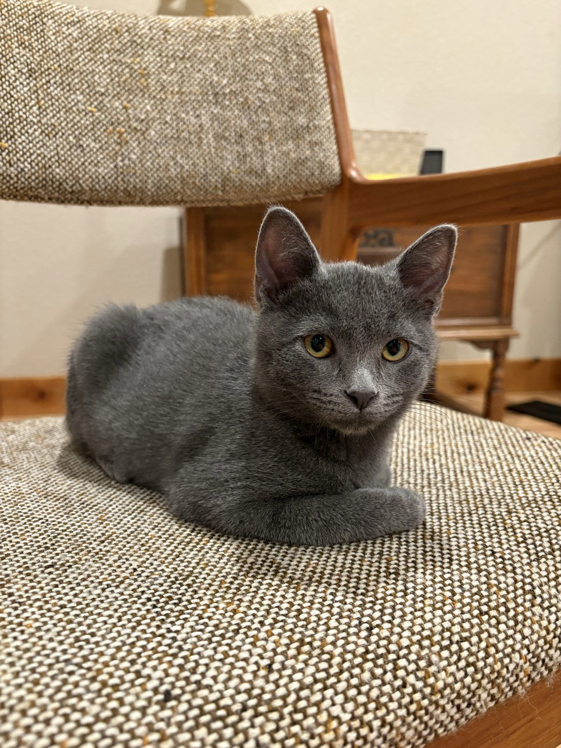 Clem, an adoptable Domestic Short Hair in Laramie, WY, 82073 | Photo Image 3