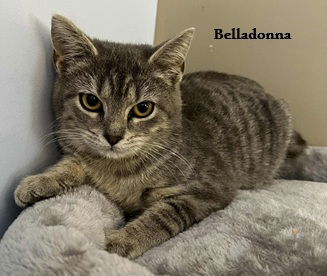 Belladonna